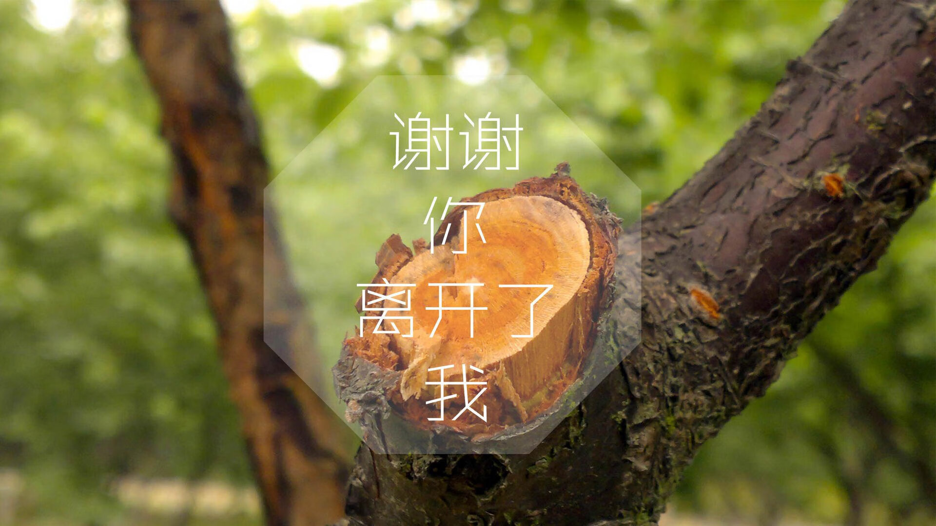 kaiyun.com-波兰队赛制解析：赛制中的攻防平衡与战略布局，波兰队怎么样